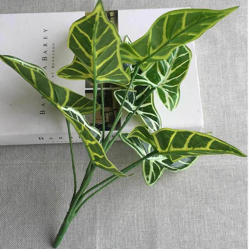 Common Calla Leaf Decorative Plants